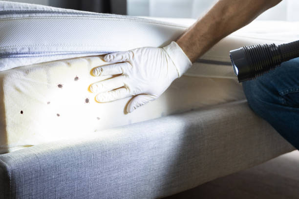 Best Local Pest Control Services  in North Merrick, NY